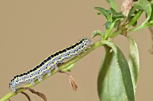 Mullein: Mullein Moth caterpillar