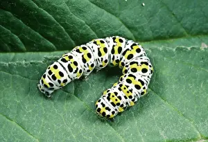 Mullein: Mullein Moth - Caterpillar on leaf