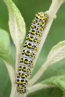 Mullein: Mullein Moth Larva - Norfolk UK