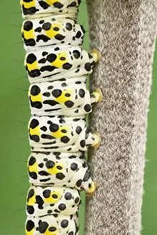 Mullein: Mullein Moth Larva - Norfolk UK
