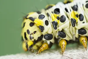 Mullein: Mullein Moth Larva - Norfolk UK