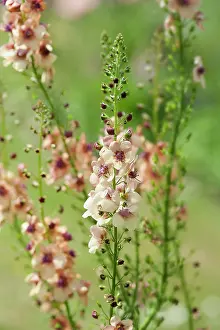 Mullein: Mullein, Verbascum Southern Charm, Side view of