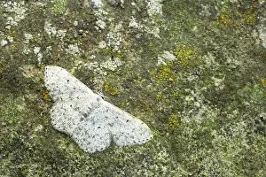 Mullein: Mullein Wave