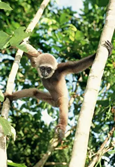 Gibbon: MullerIs Gibbon - climbing in tree