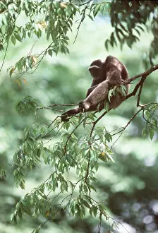 Gibbon: Muller's / Bornean GIBBON