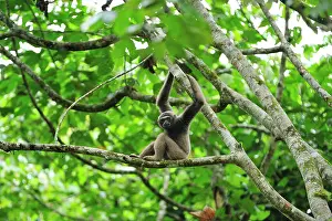 Gibbon: Muller's Bornean Gibbon / Grey Gibbon Tabin Wildlife