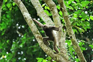 Gibbon: Muller's Bornean Gibbon / Grey Gibbon Tabin Wildlife