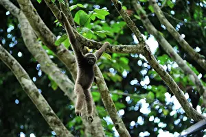 Gibbon: Muller's Bornean Gibbon / Grey Gibbon Tabin Wildlife