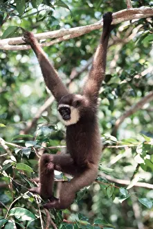 Agility: Muller's / Bornean GIBBON - hangs on branch