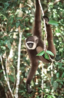Agility: Muller's / Bornean GIBBON - hangs on branch