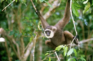 Gibbon: Muller's Gibbon