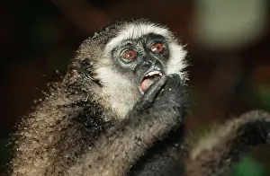 Gibbon: Muller's Gibbon
