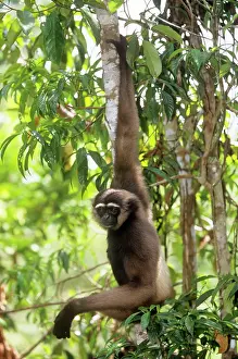 Gibbon: Muller's Gibbon