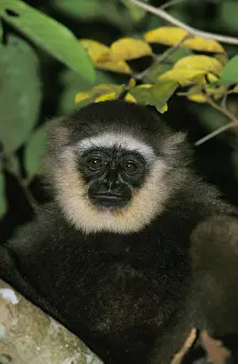 Gibbon: Muller's Gibbon (hylobates muelleri), Portrait of