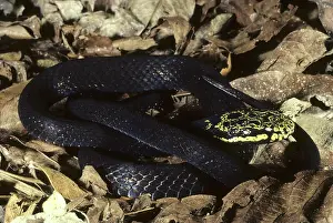 Muelleri: Muller's Golden Crown Snake