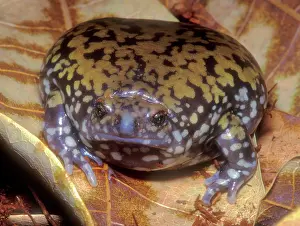 Goias: Muller's Termite Frog