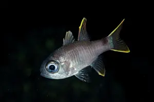 Angus: Multi-barred Cardinalfish during night dive Batu