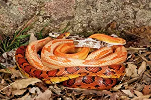 Multi: Multi Color Phase Corn Snakes, Elaphe guttata
