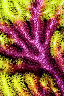 Arty: Multi-colored growth pattern of sea fan
