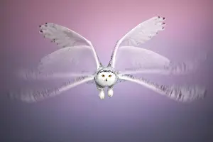 Nyctea: Multi-exposures of Canadian snowy owl (Bubo scandiacus)