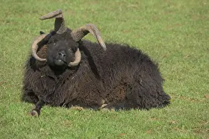 Hebridean: Multi-horned Hebridean sheep (ram)