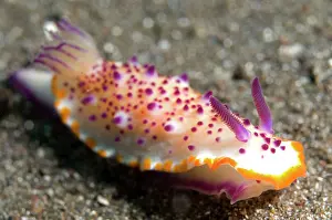 Skirt: Multi-pustuled Mexichromis Nudibranch