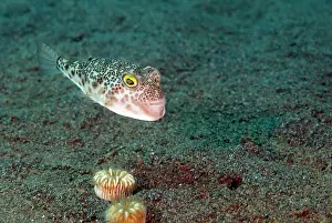 Torquigener: Multi-spotted toadfish (Torquigener pallimaculatus) swimming over the sand