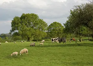 Pastural: Multi-use orchard, with cattle, sheep and mistletoe