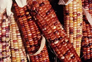 Grains: Multicolored Corn