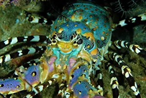 Lobster: Multicolored lobster (Panulirus ornatus)