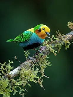 Multi: Multicolored Tanager (Chlorochrysa nitidissima), Colombia