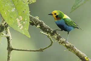 February: Multicolored Tanager (Chlorochrysa nitidissima) perched on a branch in Colombia
