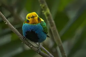 Chlorochrysa: Multicoloured Tanager (Chlorochrysa nitidissima)