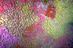 Anemones: A multicoloured wall of Jewel Anemones