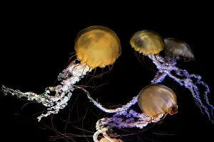 Chrysaora: Multiple Compass jellyfish (Chrysaora hysoscella)