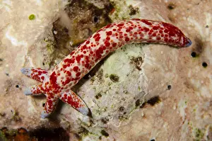 Linckia: Multipore Sea Star (Linckia multifora), regrowing
