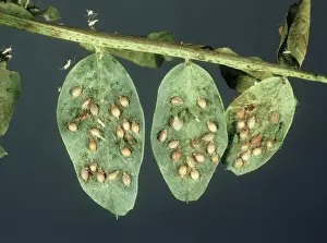 Aphids: Mummified Pea aphids