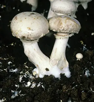 Bacterial: Mummy Disease damage to mushrooms