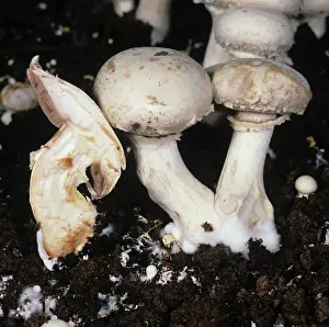 Bacterial: Mummy Disease in mushrooms