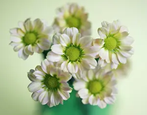 Vase: Mums or Chrysanthemums (Asteraceae) in green vase