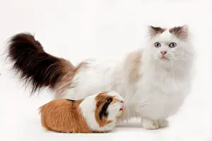 Munchkin: Munchkin Cat - & Guinea Pig