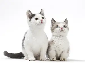 210318: Munchkin cat and kitten in the studio