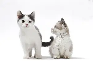 210318: Munchkin cat and kitten in the studio