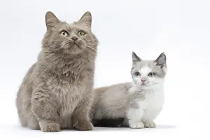 210318: Munchkin cat and kitten in the studio