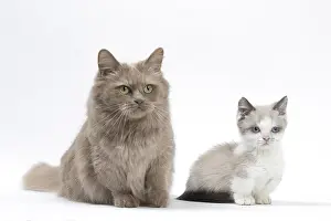 210318: Munchkin cat and kitten in the studio