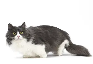 210318: Munchkin cat in the studio
