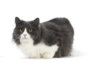 210318: Munchkin cat in the studio
