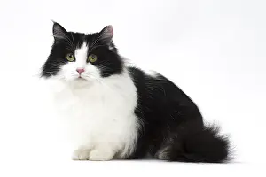 210318: Munchkin cat in the studio