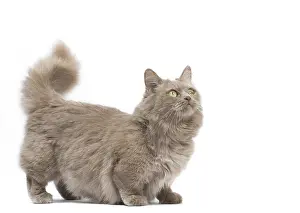 210318: Munchkin cat in the studio