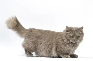 210318: Munchkin cat in the studio